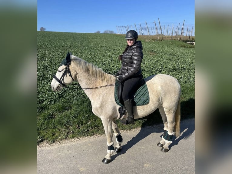 Andalusier Wallach 16 Jahre 170 cm Schimmel in Wolnzach