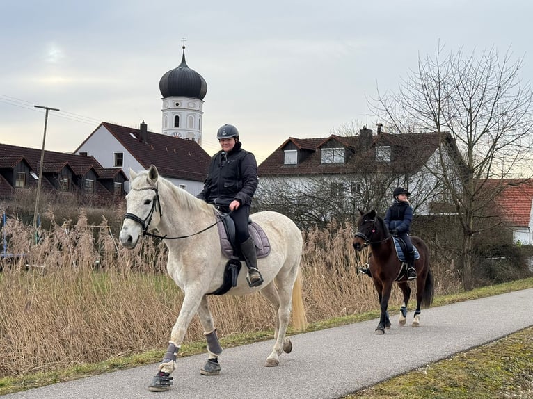 Andalusier Wallach 16 Jahre 170 cm Schimmel in Wolnzach