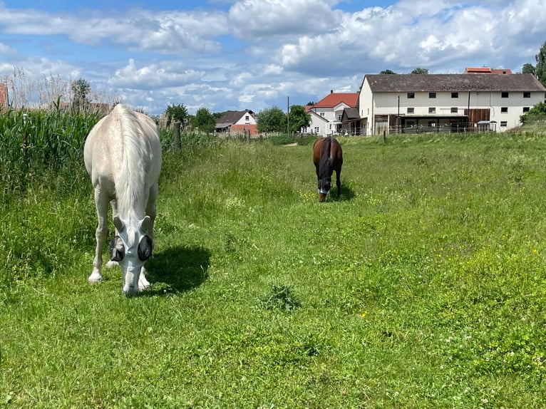 Andalusier Wallach 16 Jahre 170 cm Schimmel in Wolnzach
