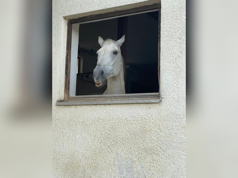 Andalusier Wallach 16 Jahre 170 cm Schimmel in Wolnzach