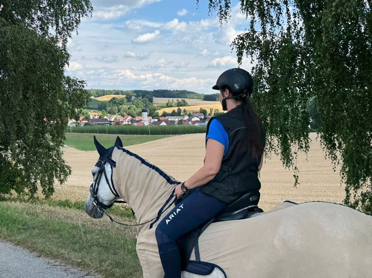 Andalusier Wallach 16 Jahre 170 cm Schimmel in Wolnzach