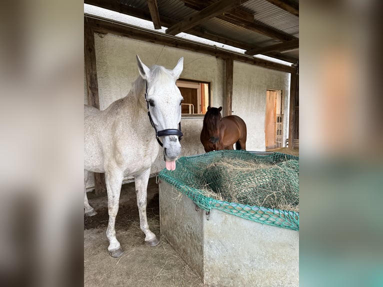 Andalusier Wallach 16 Jahre 170 cm Schimmel in Wolnzach
