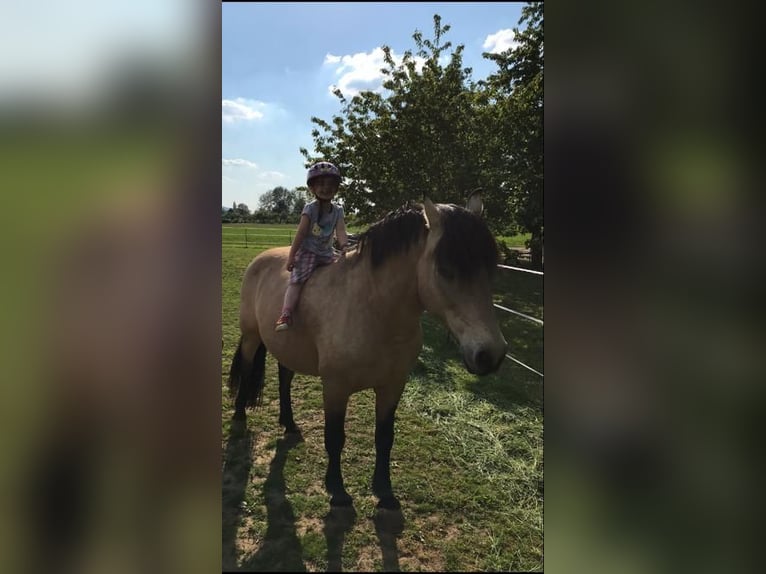 Andalusier Wallach 17 Jahre 156 cm in Stuttgart