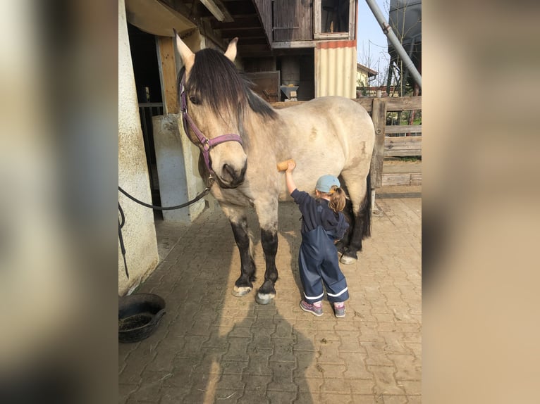 Andalusier Wallach 17 Jahre 156 cm in Stuttgart