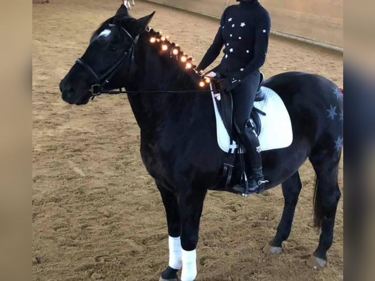 Andalusier Wallach 17 Jahre 164 cm Rappe in München