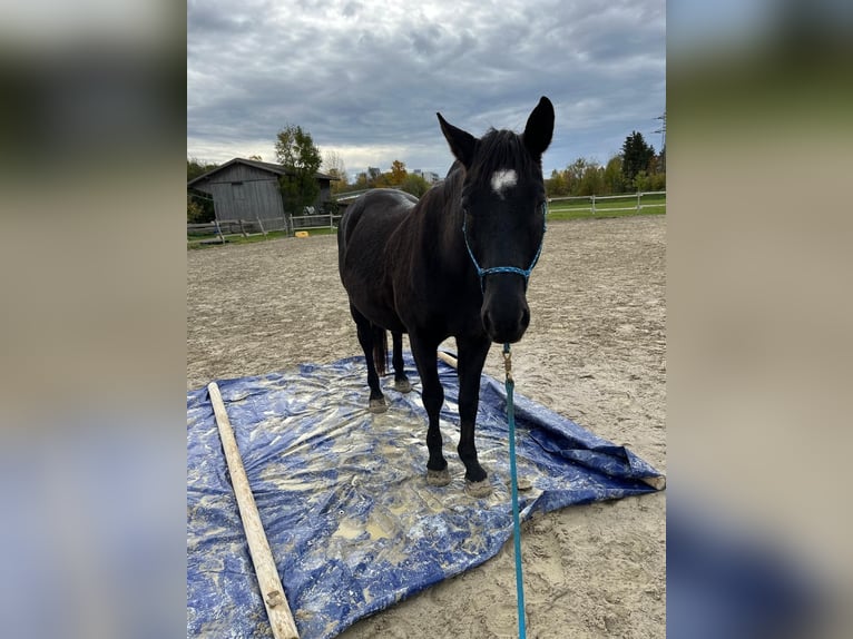 Andalusier Wallach 17 Jahre 164 cm Rappe in München