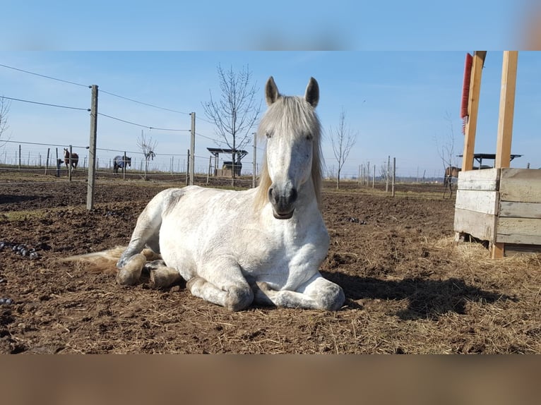 Andalusier Wallach 17 Jahre 165 cm Fliegenschimmel in Neusiedl am See