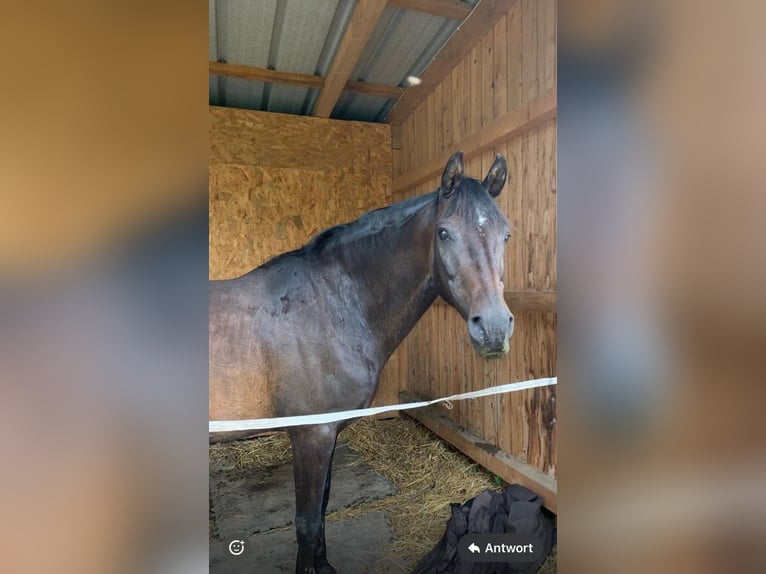 Andalusier Wallach 17 Jahre in Umkirch