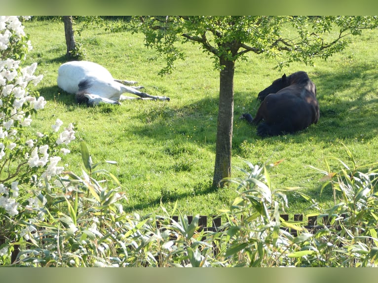 Andalusier Wallach 18 Jahre 153 cm Dunkelbrauner in Stolberg (Rheinland)
