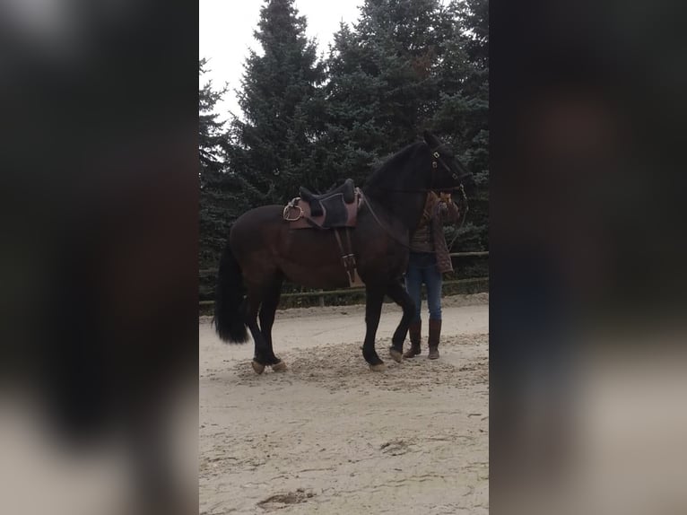 Andalusier Wallach 18 Jahre 153 cm Dunkelbrauner in Stolberg (Rheinland)
