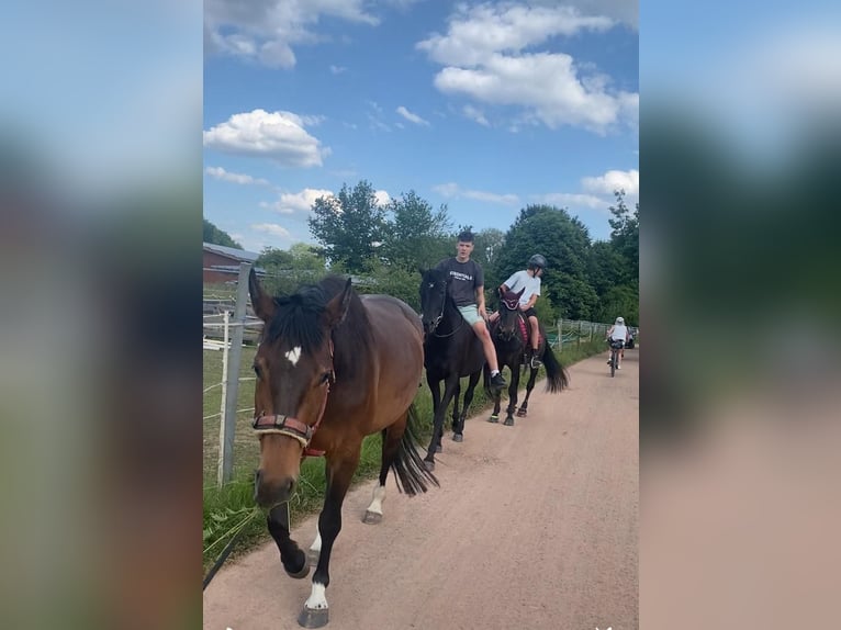 Andalusier Wallach 18 Jahre in Umkirch