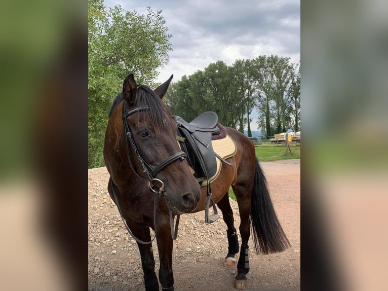 Andalusier Wallach 18 Jahre in Umkirch