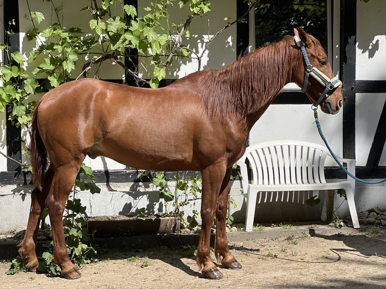 Andalusier Wallach 19 Jahre 158 cm Fuchs in Leverkusen