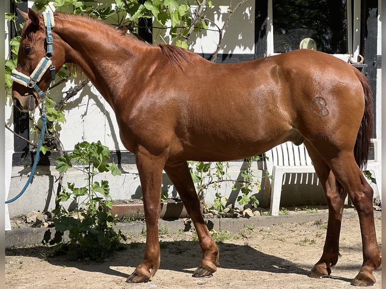 Andalusier Wallach 19 Jahre 158 cm Fuchs in Leverkusen