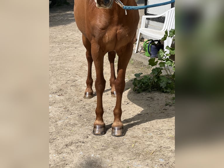 Andalusier Wallach 19 Jahre 158 cm Fuchs in Leverkusen