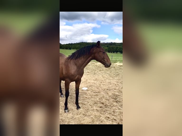 Andalusier Wallach 1 Jahr 160 cm Brauner in Ballenstedt