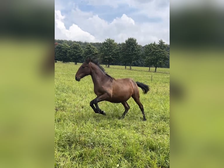 Andalusier Wallach 1 Jahr 160 cm Brauner in Ballenstedt