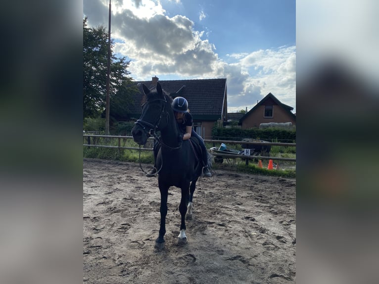 Andalusier Mix Wallach 20 Jahre 158 cm Rappe in Renkum