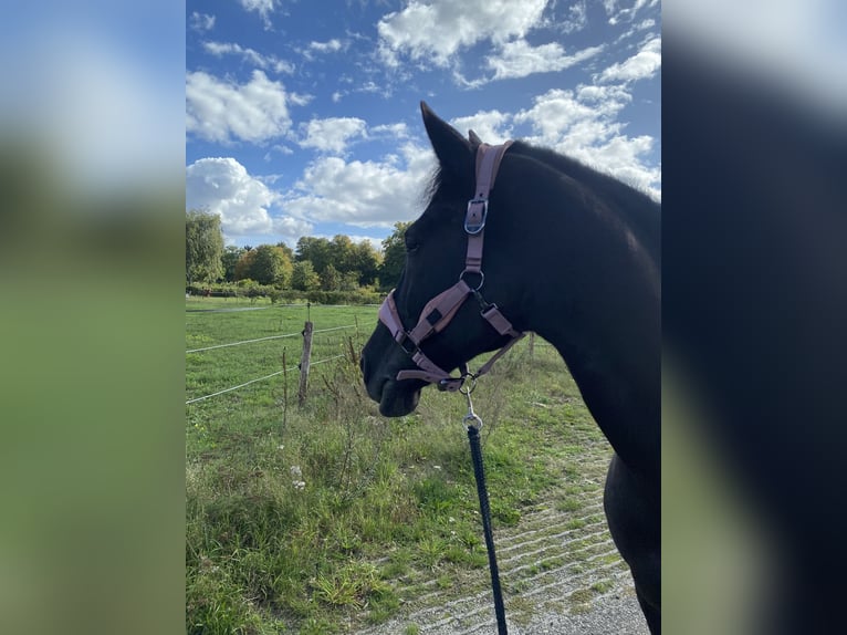 Andalusier Mix Wallach 20 Jahre 158 cm Rappe in Renkum