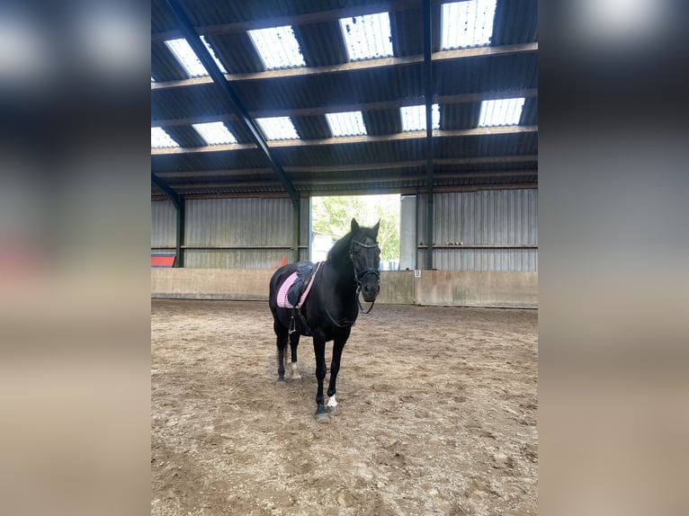 Andalusier Mix Wallach 20 Jahre 158 cm Rappe in Renkum