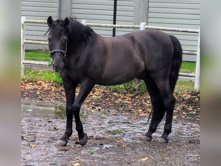 Andalusier Wallach 21 Jahre 160 cm Rappe in Ebreichsdorf
