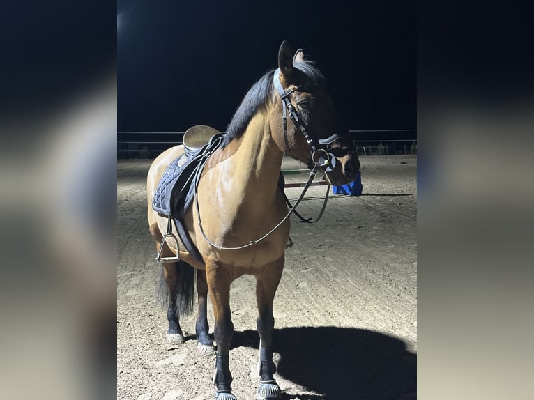 Andalusier Mix Wallach 22 Jahre 148 cm Brauner in Göttingen