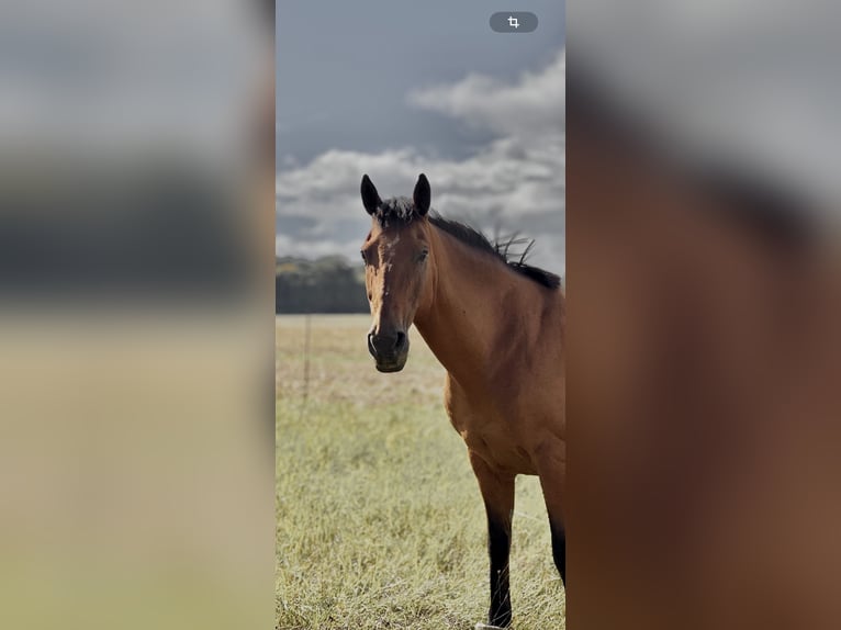 Andalusier Mix Wallach 22 Jahre 148 cm Brauner in Göttingen