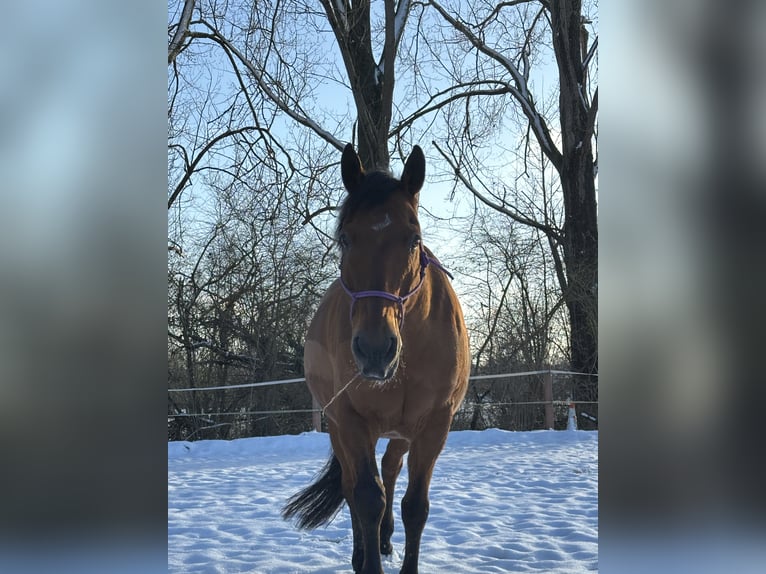 Andalusier Mix Wallach 22 Jahre 148 cm Brauner in Göttingen