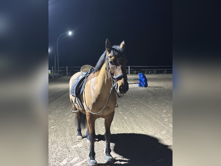 Andalusier Mix Wallach 22 Jahre 148 cm Brauner in Göttingen