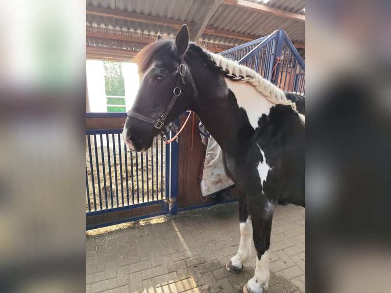 Andalusier Mix Wallach 27 Jahre 160 cm in Toppenstedt