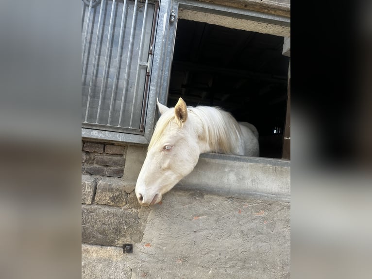 Andalusier Wallach 2 Jahre 145 cm Pearl in Warburg