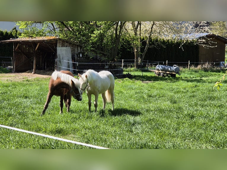Andalusier Wallach 2 Jahre 145 cm Pearl in Warburg