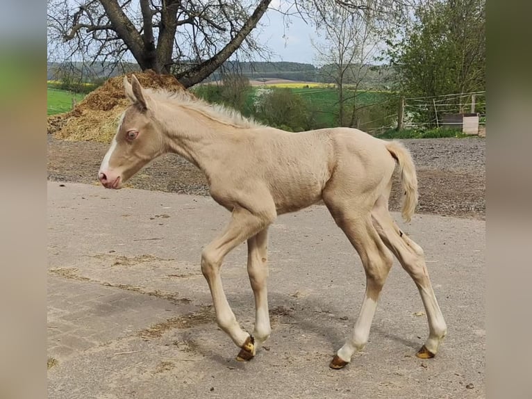 Andalusier Wallach 2 Jahre 145 cm Pearl in Warburg