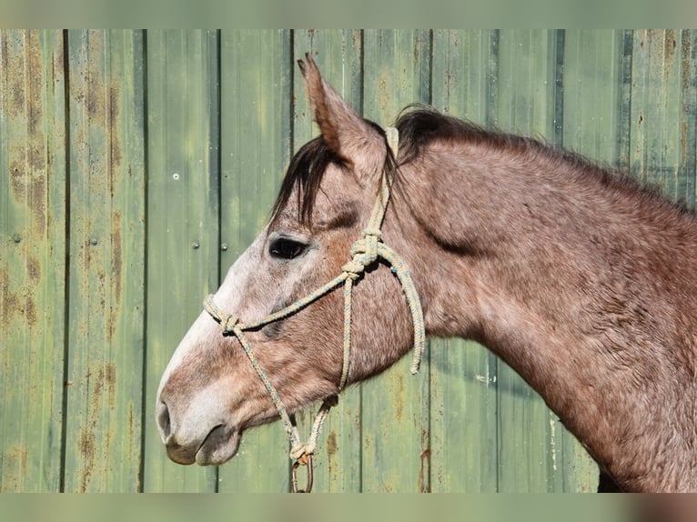 Andalusier Wallach 2 Jahre 154 cm Schimmel in Provinz Malaga