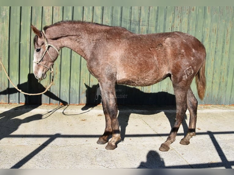 Andalusier Wallach 2 Jahre 154 cm Schimmel in Provinz Malaga