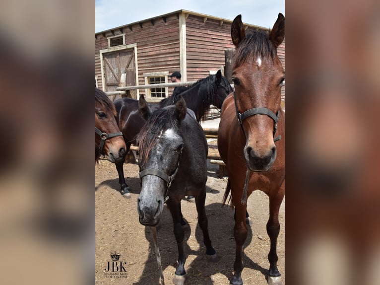 Andalusier Wallach 2 Jahre 155 cm Brauner in Tabernas Almeria