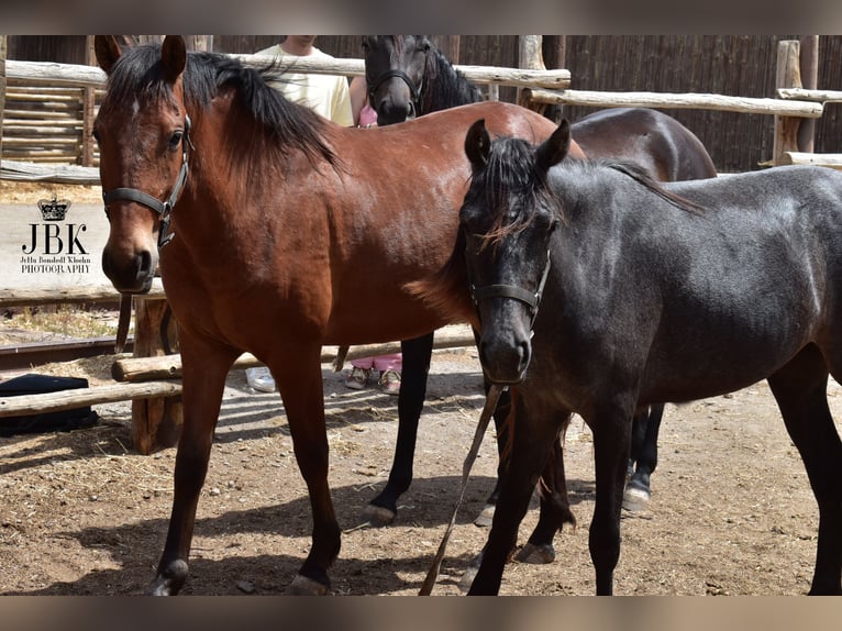 Andalusier Wallach 2 Jahre 155 cm Brauner in Tabernas Almeria