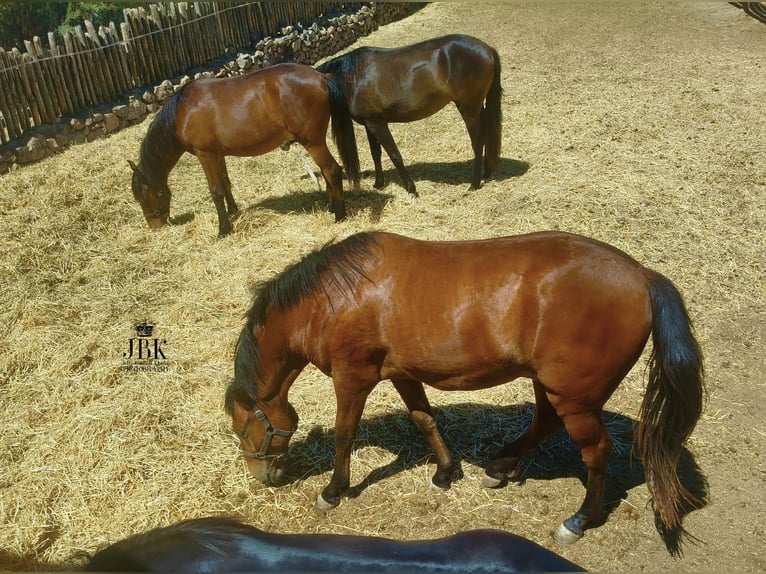Andalusier Wallach 2 Jahre 155 cm Brauner in Tabernas Almeria