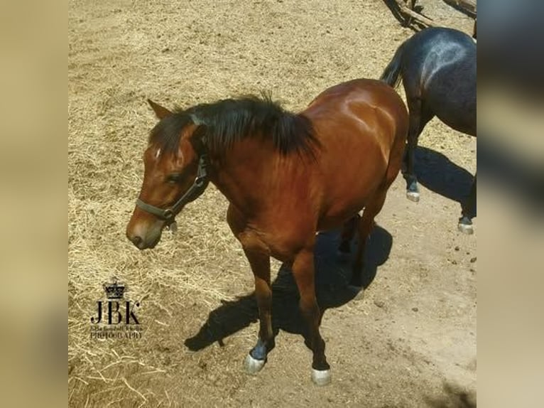 Andalusier Wallach 2 Jahre 156 cm Brauner in Tabernas Almeria