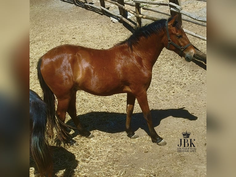 Andalusier Wallach 2 Jahre 156 cm Brauner in Tabernas Almeria