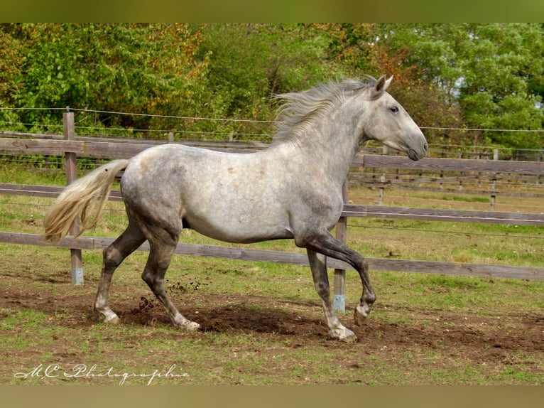 Andalusier Wallach 2 Jahre 156 cm Schimmel in Polenz