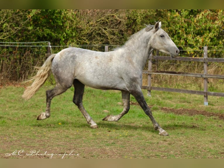 Andalusier Wallach 2 Jahre 156 cm Schimmel in Polenz