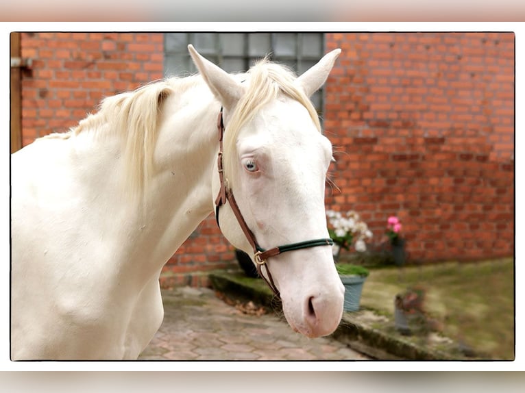 Andalusier Wallach 2 Jahre 157 cm Cremello in Teldau