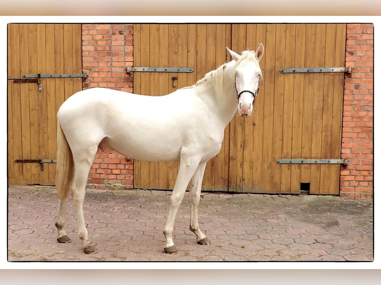 Andalusier Wallach 2 Jahre 157 cm Cremello in Teldau