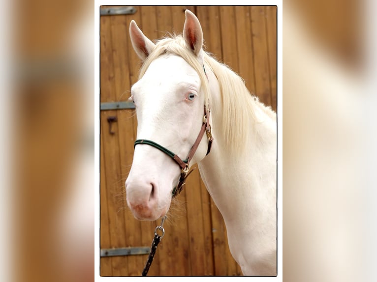 Andalusier Wallach 2 Jahre 157 cm Cremello in Teldau