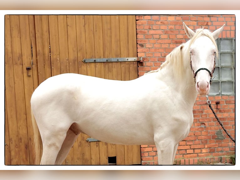 Andalusier Wallach 2 Jahre 157 cm Cremello in Teldau
