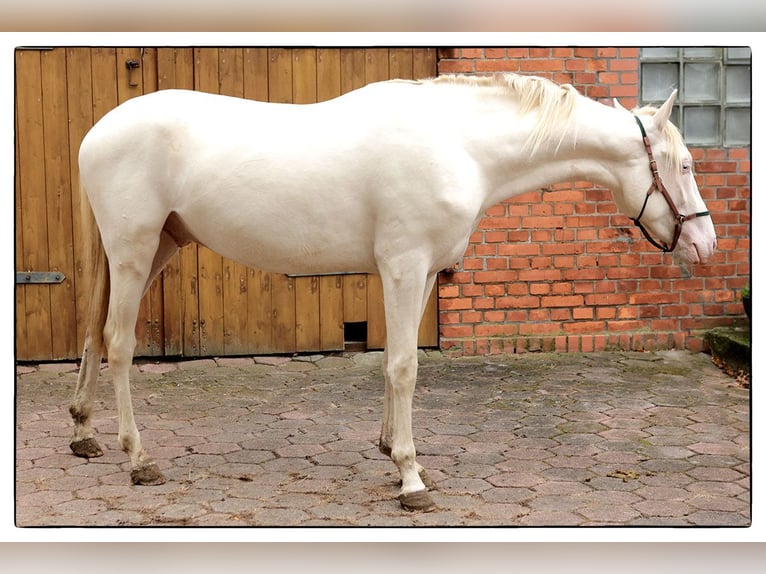 Andalusier Wallach 2 Jahre 157 cm Cremello in Teldau