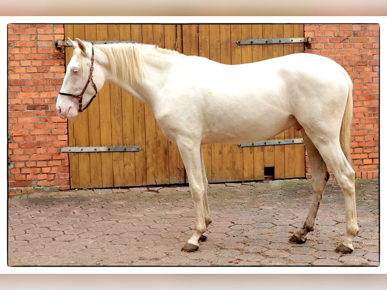 Andalusier Wallach 2 Jahre 157 cm Cremello in Teldau