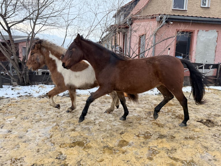 Andalusier Wallach 2 Jahre 160 cm Brauner in Ballenstedt