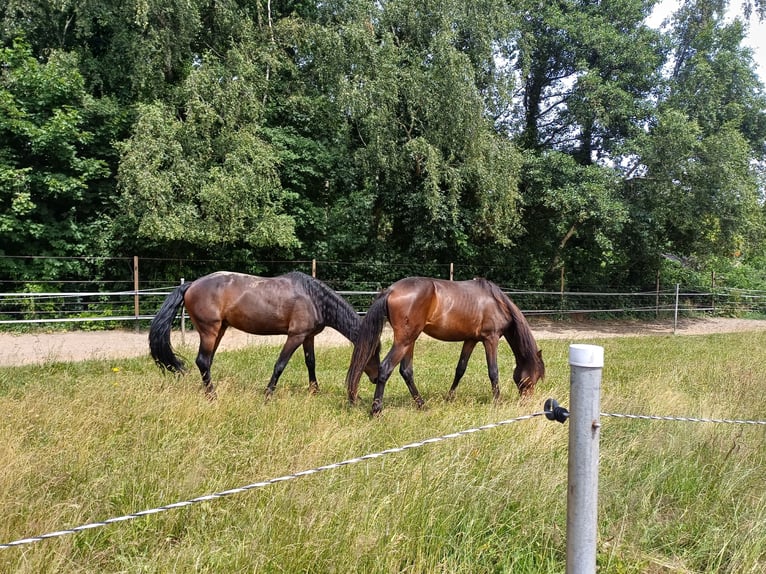Andalusier Mix Wallach 2 Jahre 160 cm Brauner in Emmer-Compascuum